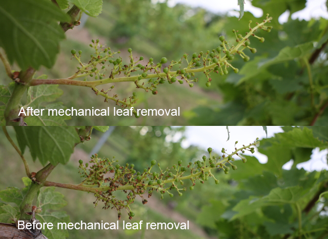 Two grape vines, one showing after mechanical leaf removal and the other showing before mechanical leaf removal.